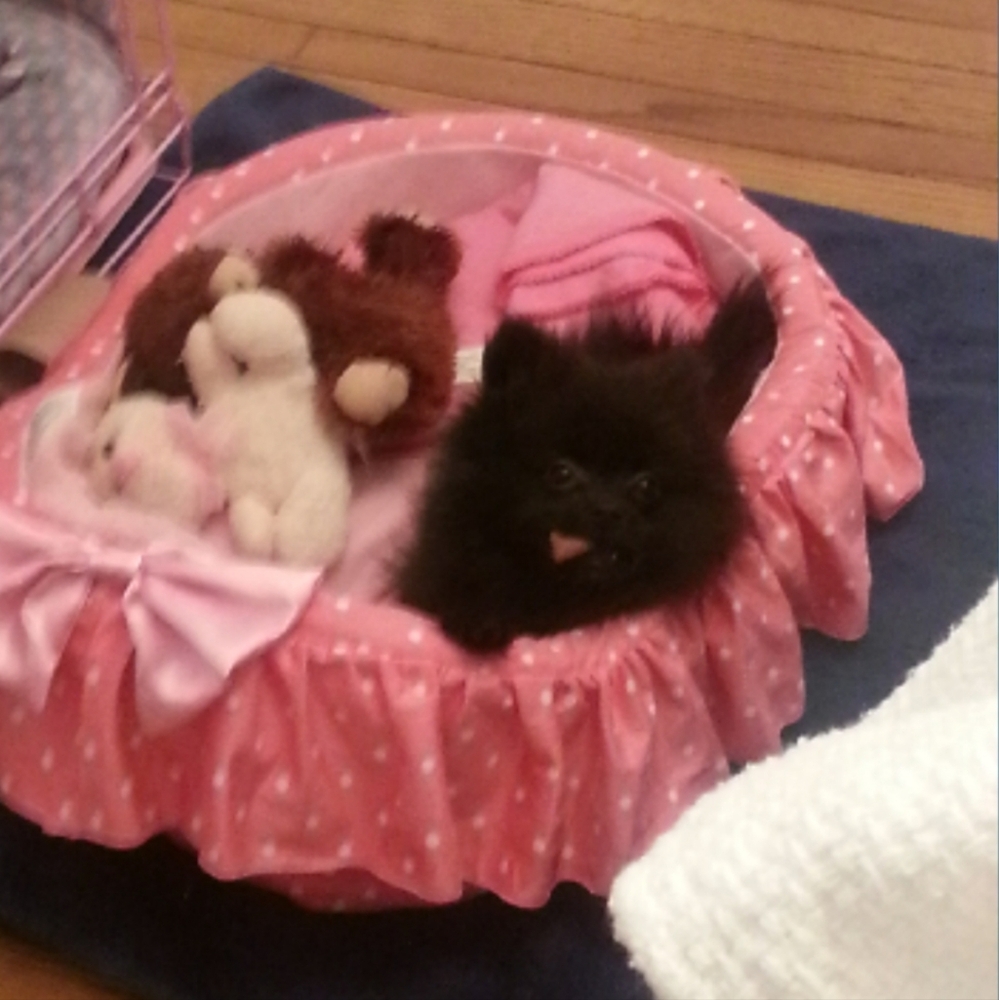 Meet your Posher, Gigi - Picture 12 of 16